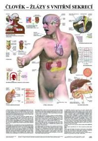 Člověk - žlázy s vnitřní sekrecí