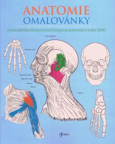 Anatomie omalovánky