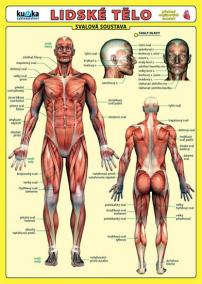Lidské tělo - Přehled orgánových soustav - Svalová soustava